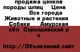 продажа ценков породы шпиц  › Цена ­ 35 000 - Все города Животные и растения » Собаки   . Амурская обл.,Серышевский р-н